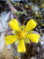 Potentilla verna