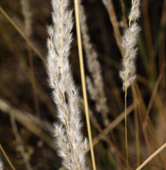 Digitaria californica