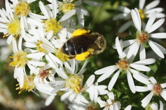 Callandrena