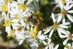 Callandrena