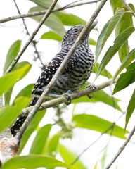 Thamnophilus doliatus