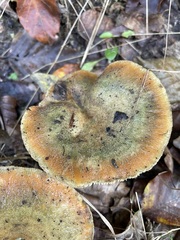 Lactarius deterrimus