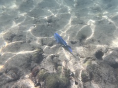 Acanthurus coeruleus