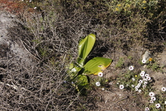 Haemanthus coccineus