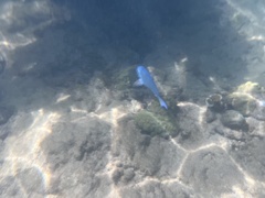 Acanthurus coeruleus