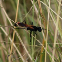 Ammophila placida