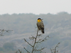 Colaptes campestris campestroides