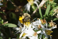 Andrena