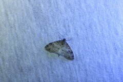 Lobophora nivigerata