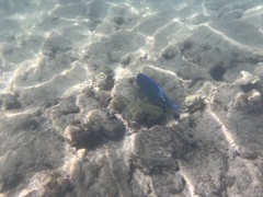Acanthurus coeruleus