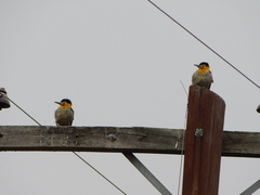 Colaptes campestris campestroides