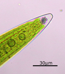 Closterium acerosum