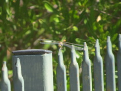 Erpetogomphus compositus