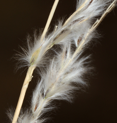 Digitaria californica