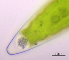 Closterium acerosum