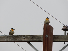Colaptes campestris campestroides