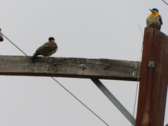 Colaptes campestris campestroides