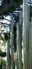 Lophocereus marginatus