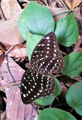 Lexias pardalis dirteana