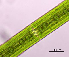 Closterium acerosum
