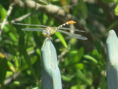 Erpetogomphus compositus