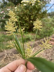 Cyperus strigosus