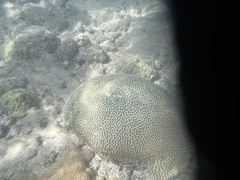 Pseudodiploria strigosa