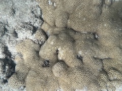 Palythoa caribaeorum