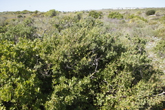 Tetragonia fruticosa