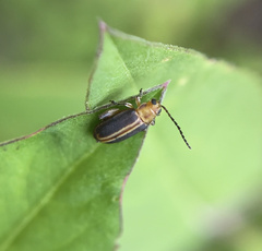 Heikertingeria clarki