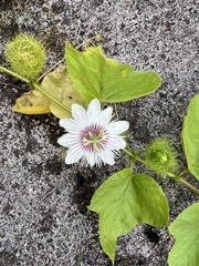 Passiflora
