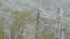 Catamenia