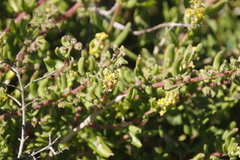 Tetragonia fruticosa