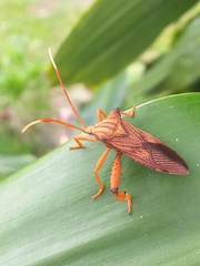 Melucha quadrivittis