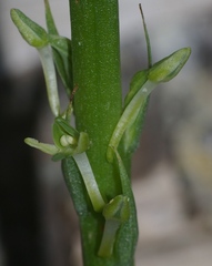 Piperia