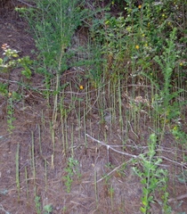 Piperia