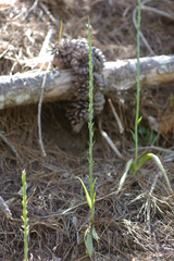 Piperia