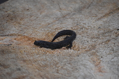 Triturus cristatus