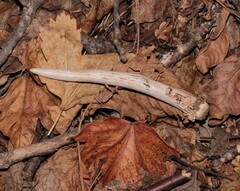 Capreolus capreolus