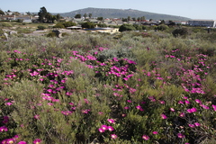 Carpobrotus quadrifidus
