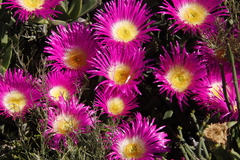 Carpobrotus quadrifidus