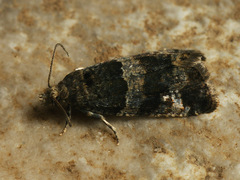 Lobesia abscisana