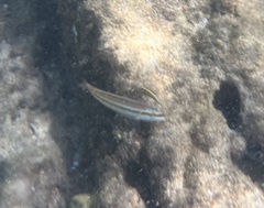 Halichoeres bivittatus