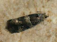 Lobesia abscisana