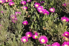 Carpobrotus quadrifidus
