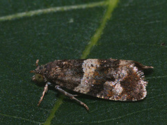 Lobesia abscisana