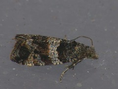 Lobesia abscisana