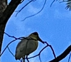 Pilherodius pileatus