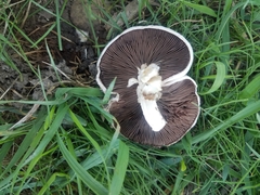 Agaricus bitorquis