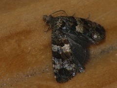Lobesia abscisana